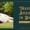 Travel Anxiety in Dogs