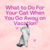 What to Do For Your Cat When You Go Away on Vacation