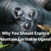gorilla trekking uganda